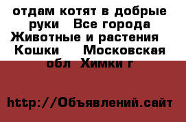 отдам котят в добрые руки - Все города Животные и растения » Кошки   . Московская обл.,Химки г.